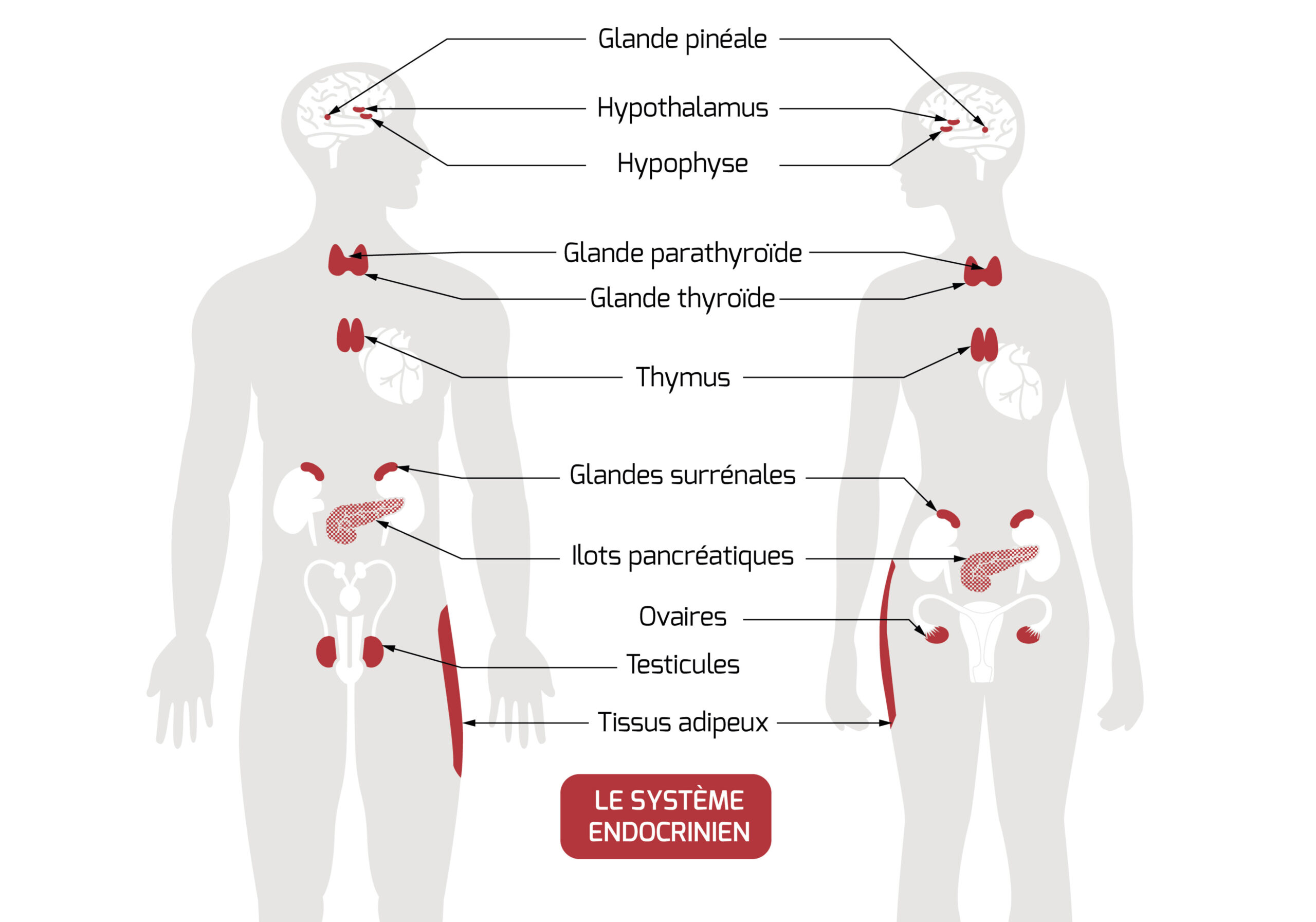 learn how hormone therapy can improve your metabolic health. learn the benefits of hormonal balance on your weight, energy and overall well-being. Learn about available treatments and tips to optimize your health.