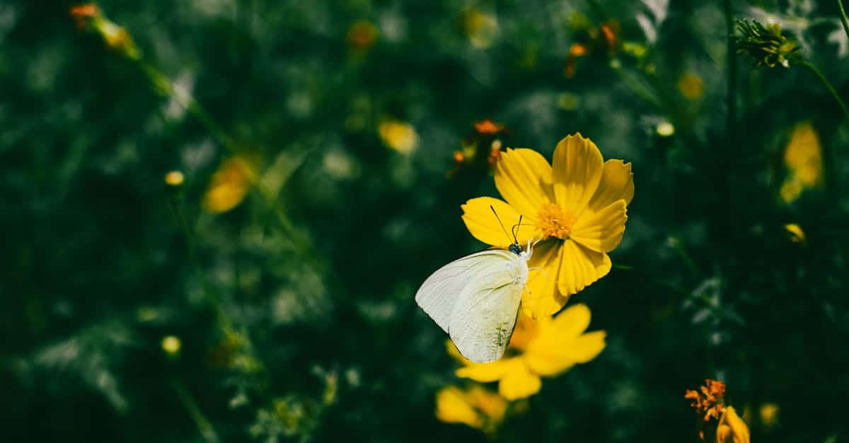 discover butterfly network, the innovative digital health platform that uses ultrasound imaging to transform medical care. explore how this revolutionary technology improves early disease detection and facilitates access to care around the world.