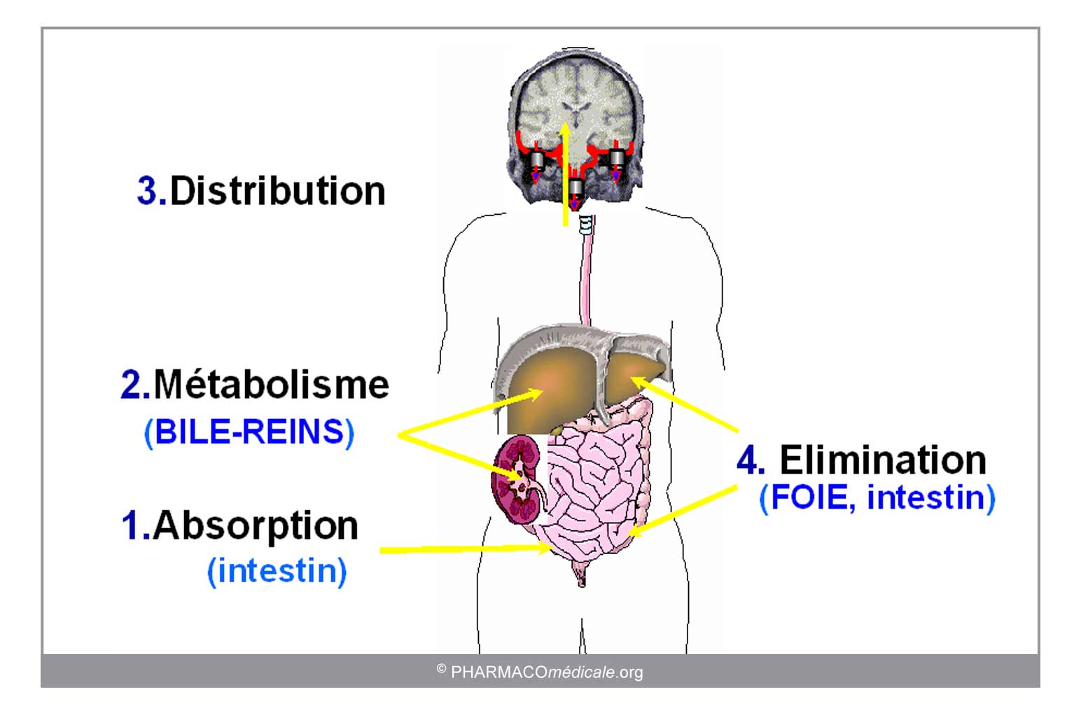 découvrez les effets de la digoxine, un médicament utilisé pour traiter certaines affections cardiaques, ainsi que ses contre-indications essentielles. informez-vous sur son usage, ses bénéfices, et les précautions à prendre pour une utilisation en toute sécurité.