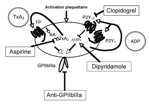 découvrez les effets secondaires du clopidogrel, un médicament utilisé pour prévenir les caillots sanguins. informez-vous sur les réactions possibles, leur gravité et les précautions à prendre pour une utilisation sécurisée.