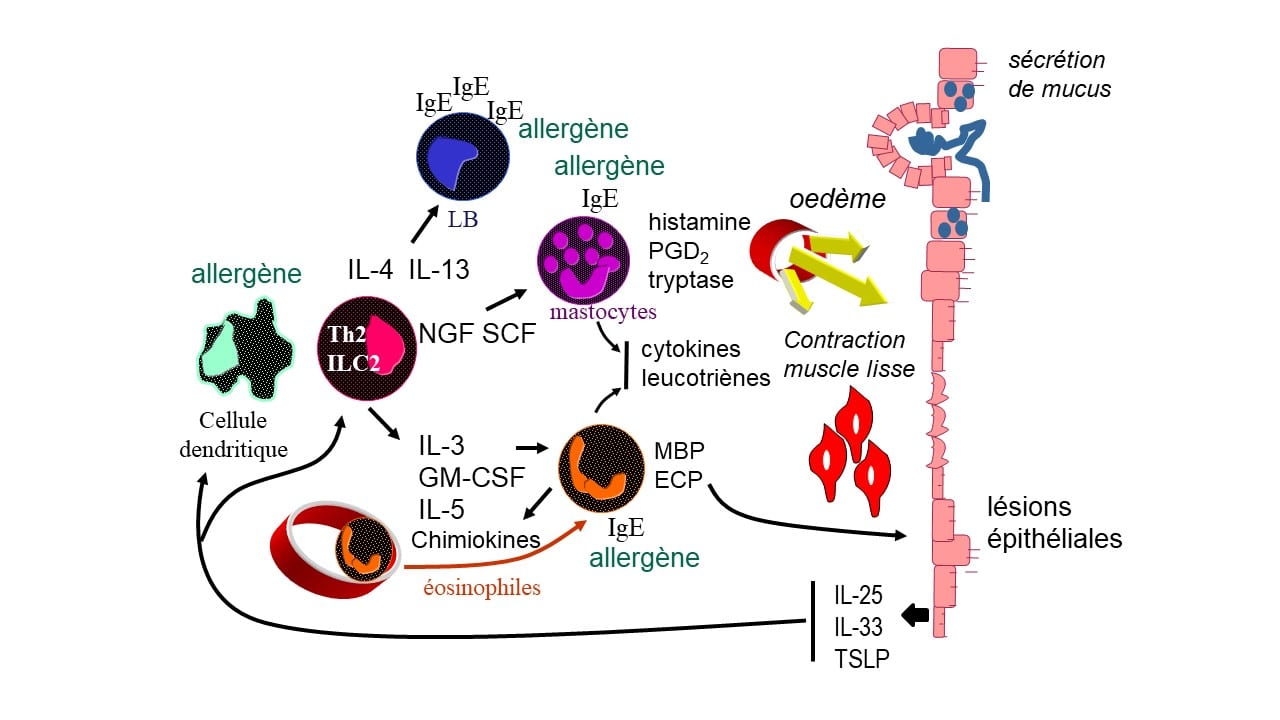 découvrez les effets et contre-indications de la fluticasone, un corticostéroïde utilisé pour traiter diverses affections respiratoires et allergiques. informez-vous sur son utilisation, ses bénéfices, ainsi que les précautions à prendre avant son application.