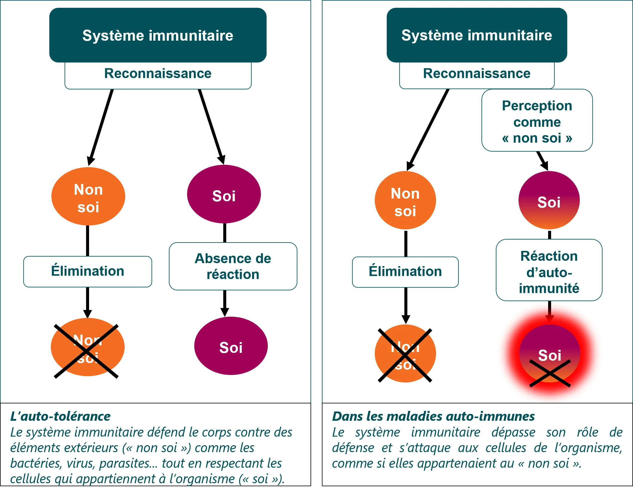 discover the effects of prednisolone, a corticosteroid used to treat many conditions. learn more about its benefits, potential side effects, and precautions to take for safe use.