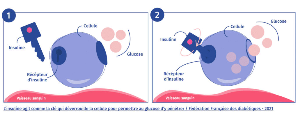 découvrez les effets et contre-indications de l'insuline lispro, un traitement essentiel pour les patients diabétiques. informez-vous sur son mode d'action, son efficacité, et les précautions à prendre pour une utilisation en toute sécurité.