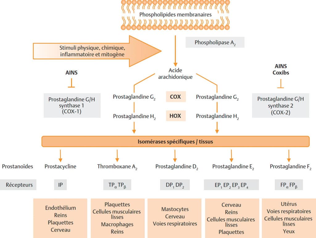 découvrez tout ce qu'il faut savoir sur le naproxène : prescription, posologie et effets secondaires. informez-vous sur ce médicament anti-inflammatoire non stéroïdien et ses implications pour votre santé.