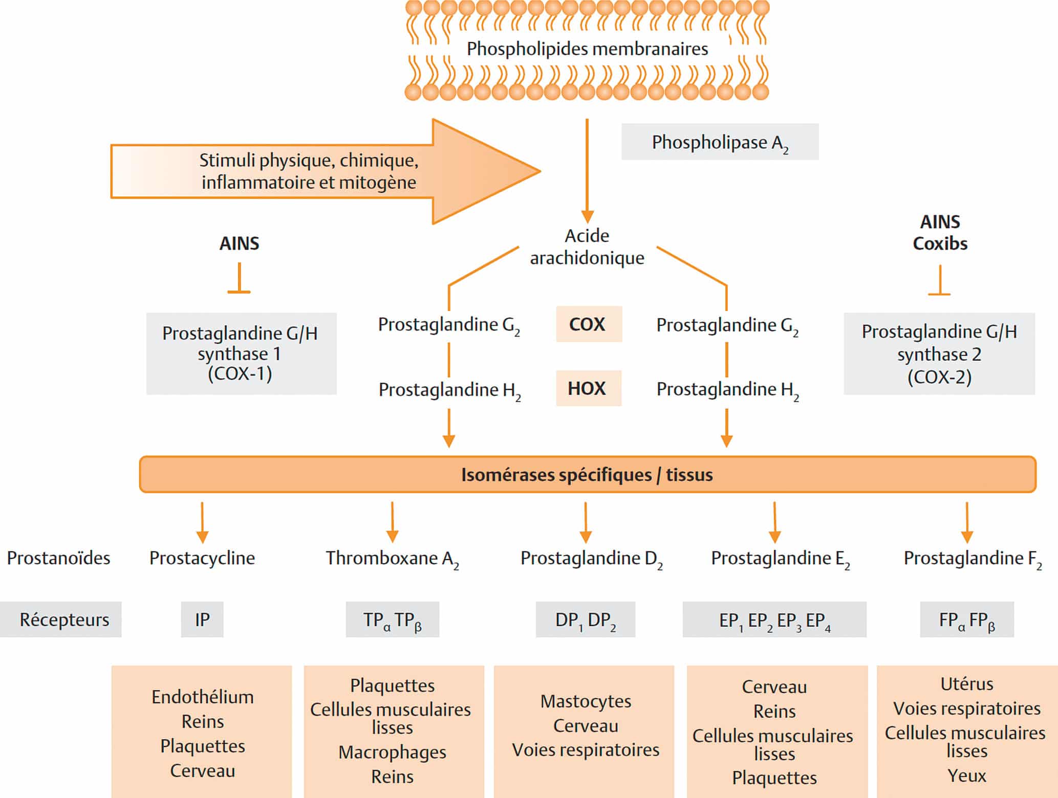 découvrez tout ce qu'il faut savoir sur le naproxène : prescription, posologie et effets secondaires. informez-vous sur ce médicament anti-inflammatoire non stéroïdien et ses implications pour votre santé.
